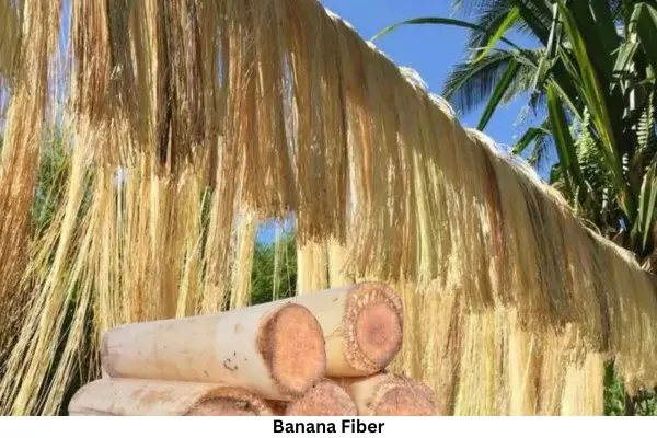 Banana Fiber