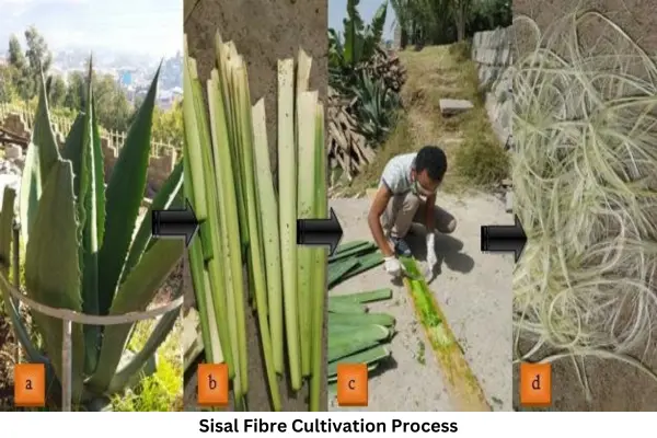 Cultivation Process of Sisal Fibre