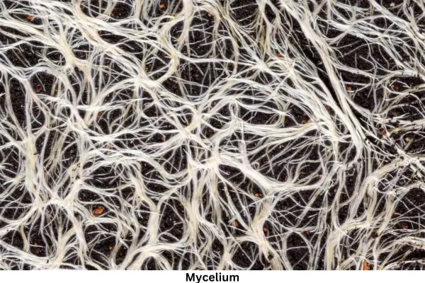 Mycelium