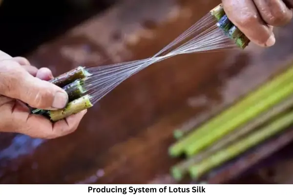 Producing System of Lotus Silk